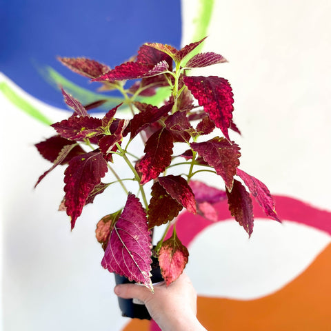Painted Nettle - Coleus unnamed #10 - Welsh Grown - Sprouts of Bristol