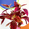 Painted Nettle - Coleus unnamed #10 - Welsh Grown - Sprouts of Bristol