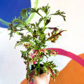 Painted Nettle - Coleus unnamed #12 - Welsh Grown - Sprouts of Bristol