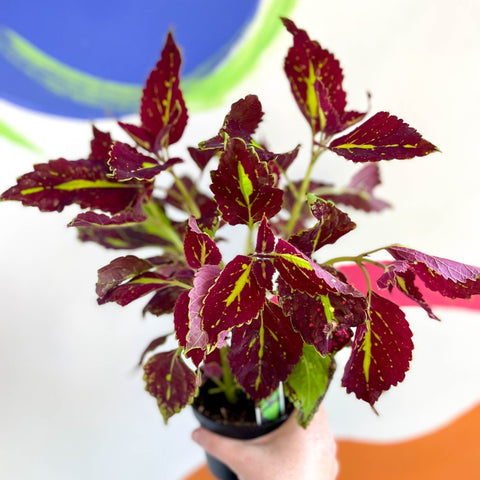 Painted Nettle - Coleus unnamed #2 - Welsh Grown - Sprouts of Bristol