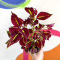 Painted Nettle - Coleus unnamed #2 - Welsh Grown - Sprouts of Bristol