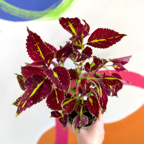 Painted Nettle - Coleus unnamed #2 - Welsh Grown - Sprouts of Bristol
