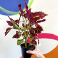 Painted Nettle - Coleus unnamed #2 - Welsh Grown - Sprouts of Bristol