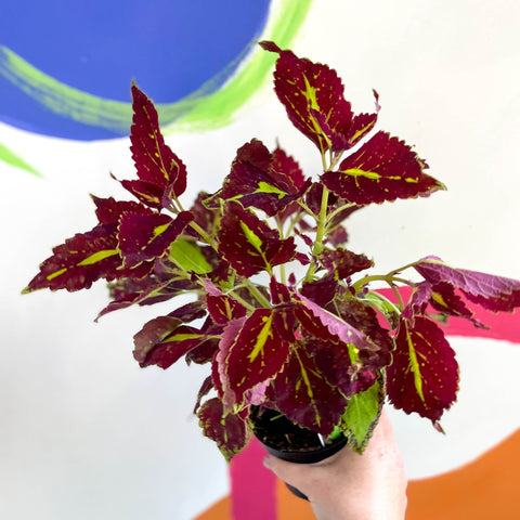 Painted Nettle - Coleus unnamed #2 - Welsh Grown - Sprouts of Bristol