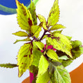 Painted Nettle - Coleus unnamed #3 - Welsh Grown - Sprouts of Bristol
