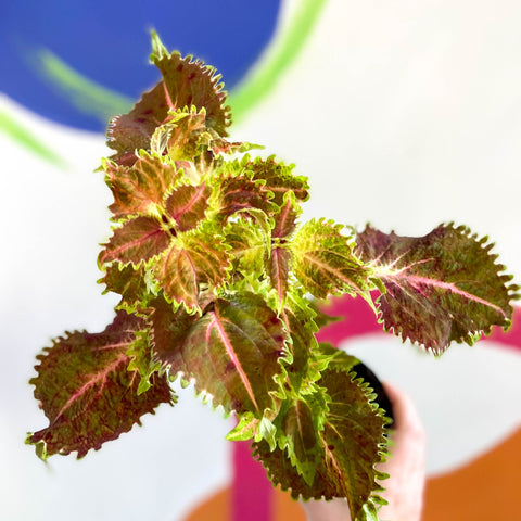Painted Nettle - Coleus unnamed #4 - Welsh Grown - Sprouts of Bristol