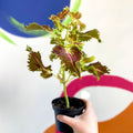 Painted Nettle - Coleus unnamed #4 - Welsh Grown - Sprouts of Bristol
