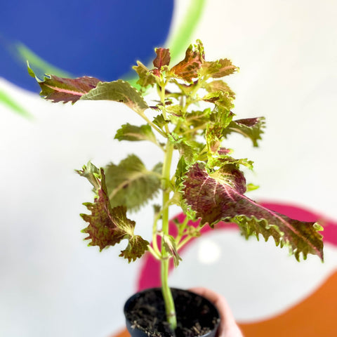 Painted Nettle - Coleus unnamed #4 - Welsh Grown - Sprouts of Bristol