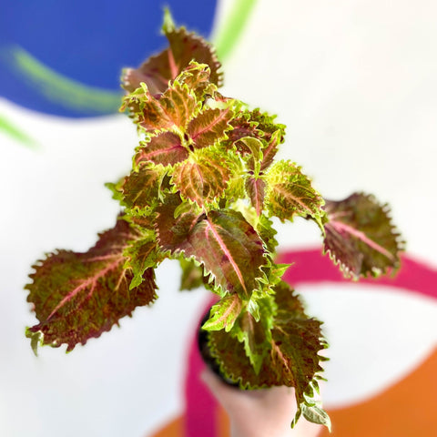 Painted Nettle - Coleus unnamed #4 - Welsh Grown - Sprouts of Bristol