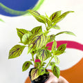 Painted Nettle - Coleus unnamed #6 - Welsh Grown - Sprouts of Bristol