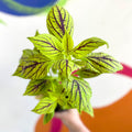Painted Nettle - Coleus unnamed #6 - Welsh Grown - Sprouts of Bristol