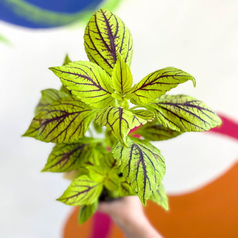 Painted Nettle - Coleus unnamed #6 - Welsh Grown - Sprouts of Bristol