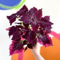 Painted Nettle - Coleus unnamed #8 - Welsh Grown - Sprouts of Bristol