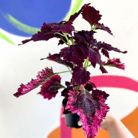 Painted Nettle - Coleus unnamed #8 - Welsh Grown - Sprouts of Bristol