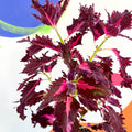 Painted Nettle - Coleus unnamed #9 - Welsh Grown - Sprouts of Bristol