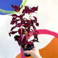 Painted Nettle - Coleus unnamed #9 - Welsh Grown - Sprouts of Bristol