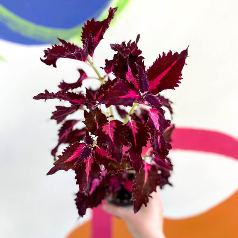 Painted Nettle - Coleus unnamed #9 - Welsh Grown - Sprouts of Bristol