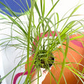 Pampas Grass - Cortaderia Selloana ‘Pumila’ - Cotswold Grown Perennial - Sprouts of Bristol