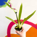 Pansy Orchid - Miltoniopsis - Sprouts of Bristol