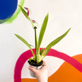 Pansy Orchid - Miltoniopsis - Sprouts of Bristol