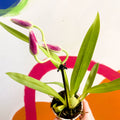 Pansy Orchid - Miltoniopsis - Sprouts of Bristol
