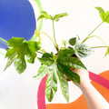Paper Plant - Fatsia japonica - Sprouts of Bristol