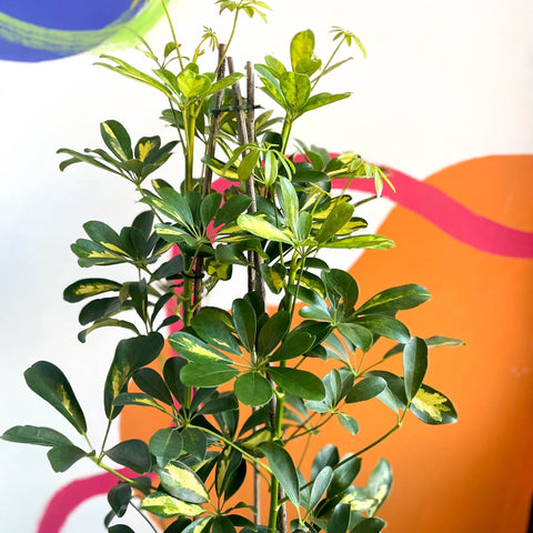 Parasol Plant - Schefflera arboricola 'Gold Capella' - Sprouts of Bristol
