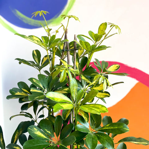 Parasol Plant - Schefflera arboricola 'Gold Capella' - Sprouts of Bristol