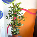 Parasol Plant - Schefflera arboricola 'Gold Capella' - Sprouts of Bristol