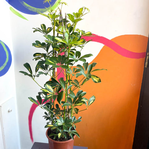 Parasol Plant - Schefflera arboricola 'Gold Capella' - Sprouts of Bristol
