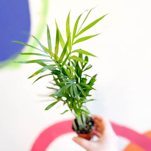 Parlour Palm - Chamaedorea elegans - Sprouts of Bristol