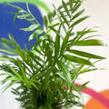 Parlour Palm - Chamaedorea elegans - Sprouts of Bristol