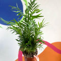 Parlour Palm - Chamaedorea elegans - Sprouts of Bristol