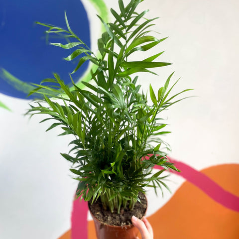 Parlour Palm - Chamaedorea elegans - Sprouts of Bristol