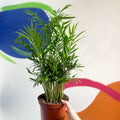 Parlour Palm - Chamaedorea elegans - Sprouts of Bristol