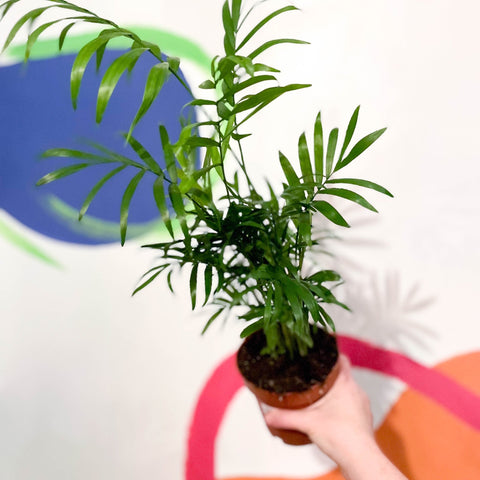 Parlour Palm - Chamaedorea elegans - Sprouts of Bristol
