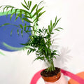 Parlour Palm - Chamaedorea elegans - Sprouts of Bristol