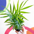 Parlour Palm - Chamaedorea elegans - Sprouts of Bristol