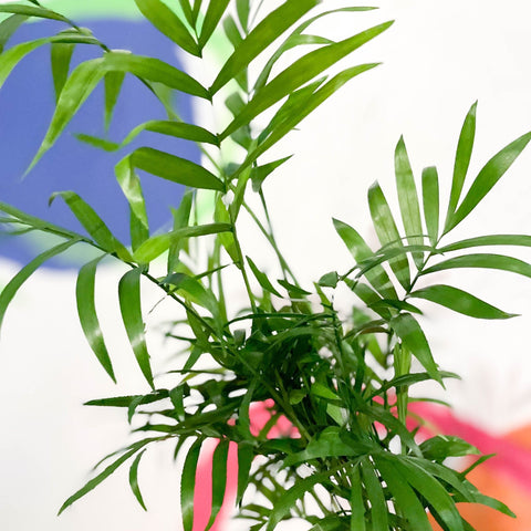Parlour Palm - Chamaedorea elegans - Sprouts of Bristol