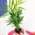 Parlour Palm - Chamaedorea elegans - Sprouts of Bristol