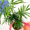 Parlour Palm - Chamaedorea elegans - Sprouts of Bristol