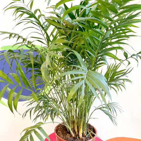 Parlour Palm - Chamaedorea elegans - Sprouts of Bristol