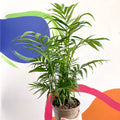 Parlour Palm - Chamaedorea elegans - British Grown - Sprouts of Bristol