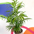Parlour Palm - Chamaedorea elegans - British Grown - Sprouts of Bristol