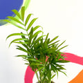 Parlour Palm - Chamaedorea elegans - British Grown - Sprouts of Bristol