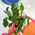 Parrot Plant - Impatiens niamniamensis - Welsh Grown - Sprouts of Bristol