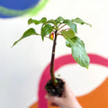 Parrot Plant - Impatiens niamniamensis - Welsh Grown - Sprouts of Bristol
