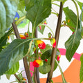 Parrot Plant - Impatiens niamniamensis - Welsh Grown - Sprouts of Bristol