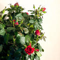 Patio Rose - Rosa - Sprouts of Bristol