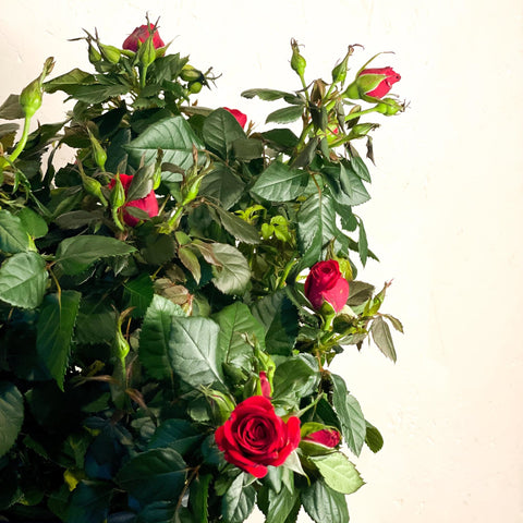 Patio Rose - Rosa - Sprouts of Bristol